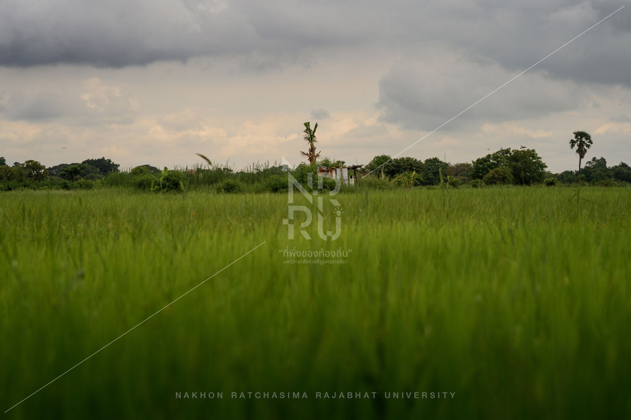 Rice Field in Talat Sub-District (8)